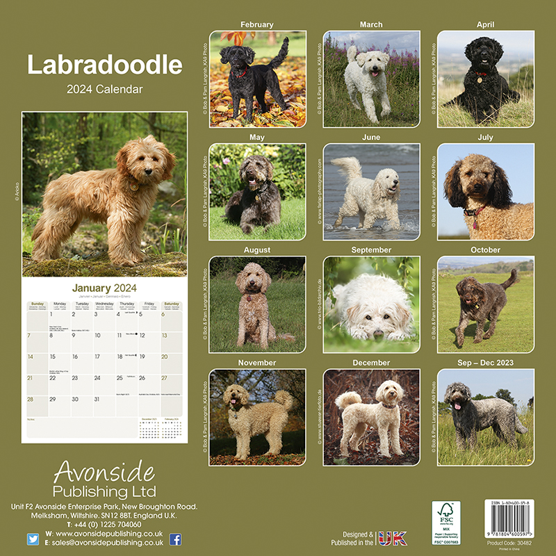 Labradoodle Calendar 2024 (Square) Dogs Naturally